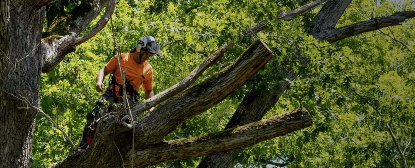 Professional arborist performing tree service in Celina, TX