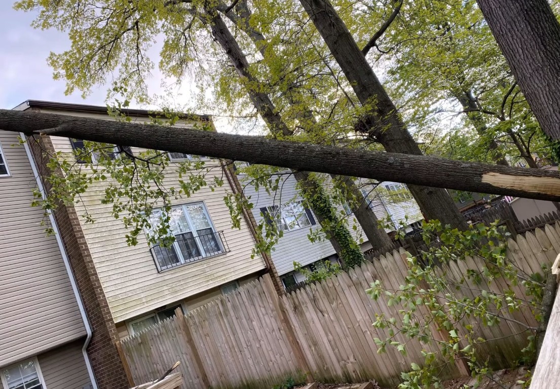 Fallen tree on residential property in Celina, TX requiring emergency tree removal